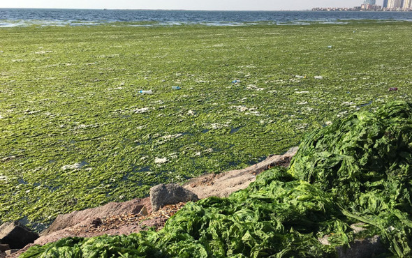 Bu görüntü vatandaşı alarma geçirdi Deniz yeşile büründü - Resim: 3