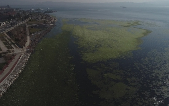 Bu görüntü vatandaşı alarma geçirdi Deniz yeşile büründü - Resim: 4