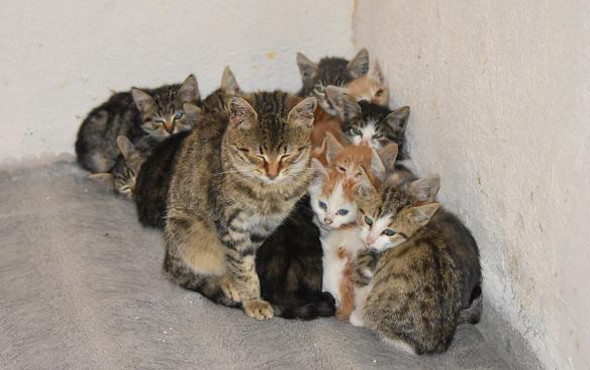 Genelevde kedi kavgası Terk edip gitti - Resim: 4