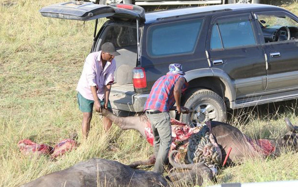 Aslanlar kovaladı insanlar yedi Onlarcası telef oldu - Resim: 2
