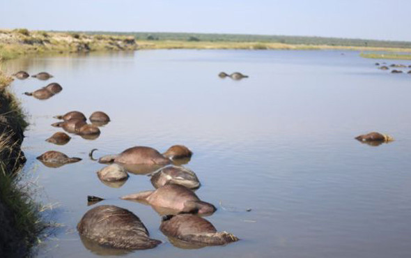 Aslanlar kovaladı insanlar yedi Onlarcası telef oldu - Resim: 3