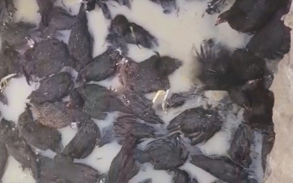 Bu iş böyle olmaz canlı canlı gömdüler  - Resim: 2