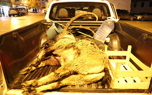 Koruma altındaki yaban keçisini avlayan 2 kişi hakkında yeni gelişme! - Resim: 1