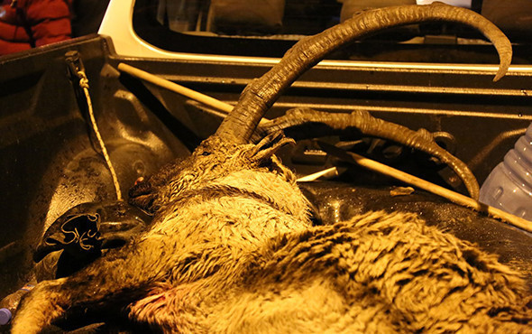 Koruma altındaki yaban keçisini avlayan 2 kişi hakkında yeni gelişme! - Resim: 3