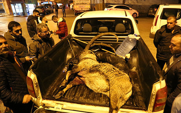 Koruma altındaki yaban keçisini avlayan 2 kişi hakkında yeni gelişme! - Resim: 4