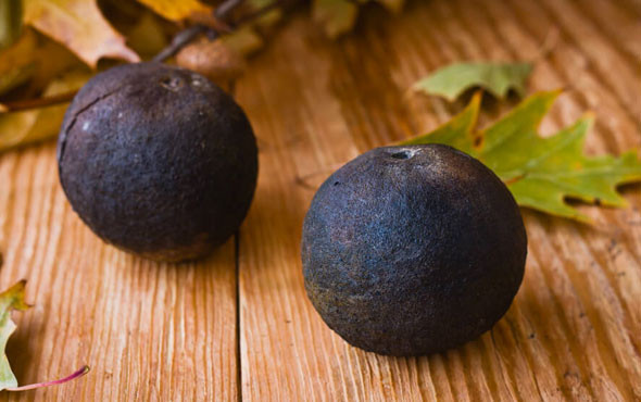 Şifa deposu olan 'kara ceviz'in faydaları nelerdir nasıl tüketilir? - Resim: 3