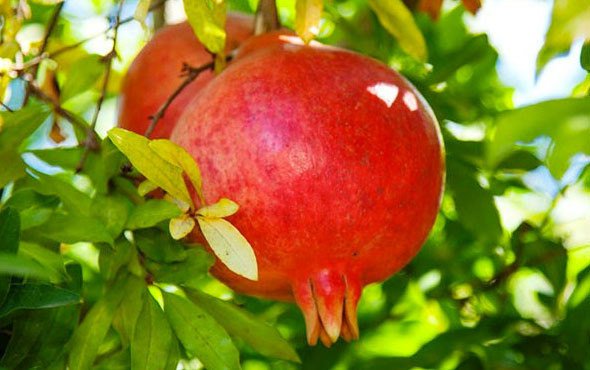 Nardan ziyade kabuğunun saça ve cilde inanılmaz faydaları - Resim: 1