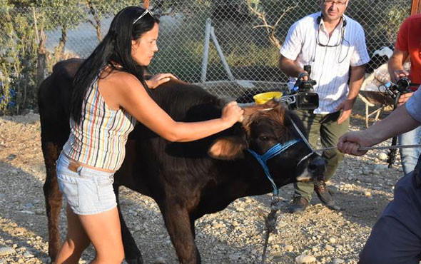 Yüzerek kesilmekten kurtulan dana Ferdinand'ın keyfi yerinde sevgilisi var - Resim: 2