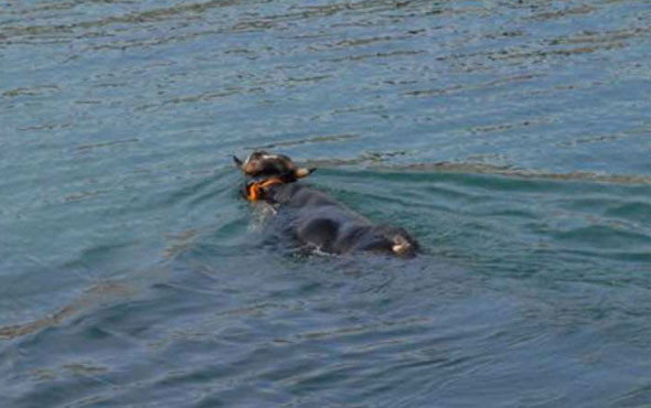 Yüzerek kesilmekten kurtulan dana Ferdinand'ın keyfi yerinde sevgilisi var - Resim: 3