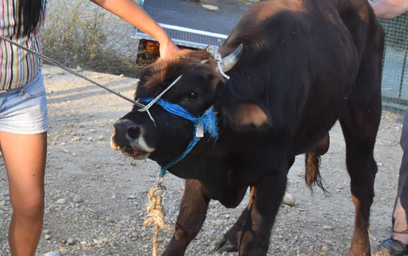 Yüzerek kesilmekten kurtulan dana Ferdinand'ın keyfi yerinde sevgilisi var - Resim: 4