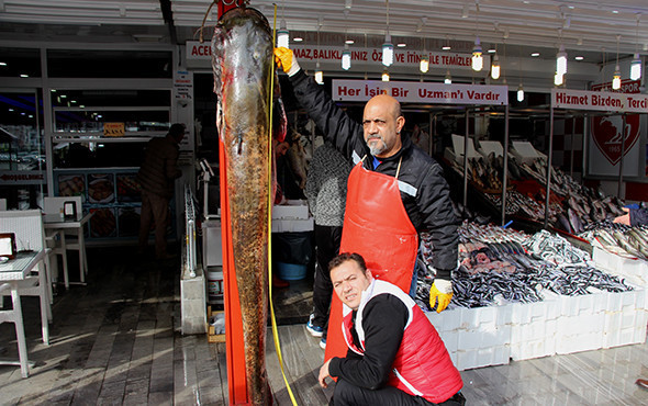 Görenleri hayrete düşüren dev balık! 2 metre 30 santim... - Resim: 1