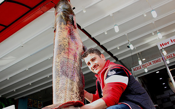Görenleri hayrete düşüren dev balık! 2 metre 30 santim... - Resim: 2