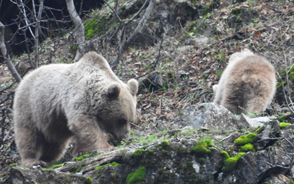 Kış uykusuna yatmayan ayı ve yavrusu görüntülendi! - Resim: 1