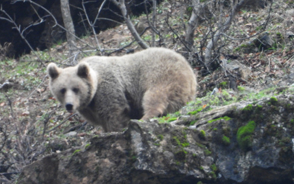 Kış uykusuna yatmayan ayı ve yavrusu görüntülendi! - Resim: 2