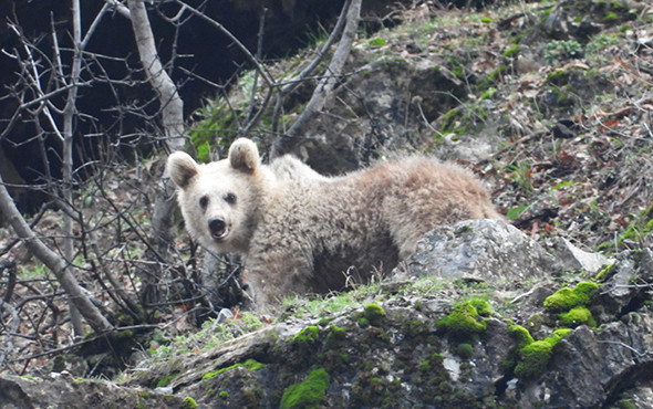 Kış uykusuna yatmayan ayı ve yavrusu görüntülendi! - Resim: 3
