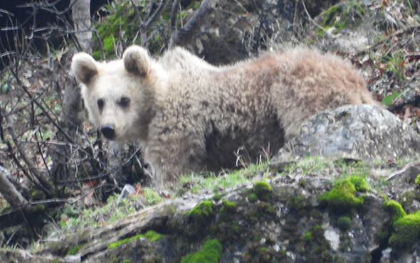 Kış uykusuna yatmayan ayı ve yavrusu görüntülendi! - Resim: 4