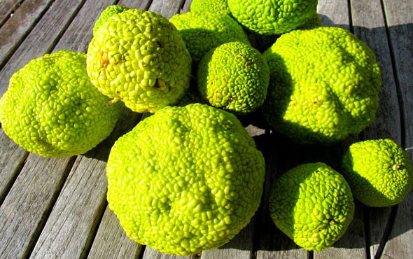 Kesinlikle tüketilmemesi gereken 'Yalancı Portakal'ın inanılmaz faydaları - Resim: 1