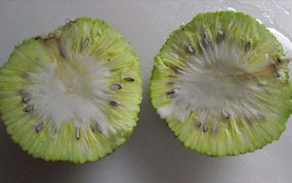 Kesinlikle tüketilmemesi gereken 'Yalancı Portakal'ın inanılmaz faydaları - Resim: 2