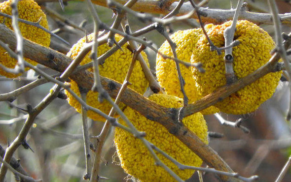 Kesinlikle tüketilmemesi gereken 'Yalancı Portakal'ın inanılmaz faydaları - Resim: 3