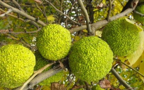 Kesinlikle tüketilmemesi gereken 'Yalancı Portakal'ın inanılmaz faydaları - Resim: 4