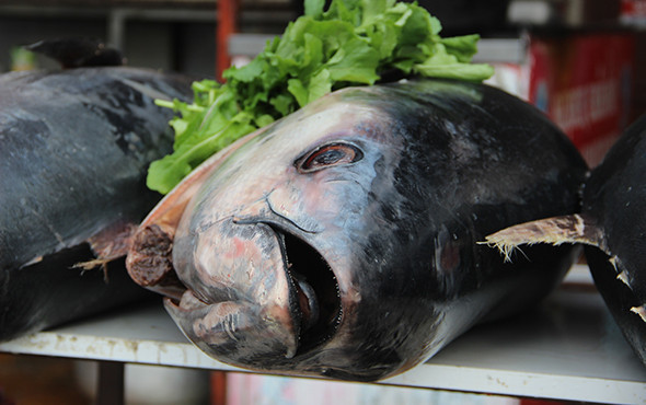 Yer Şanlıurfa: Görenler şaşkınlığını gizleyemedi! - Resim: 2