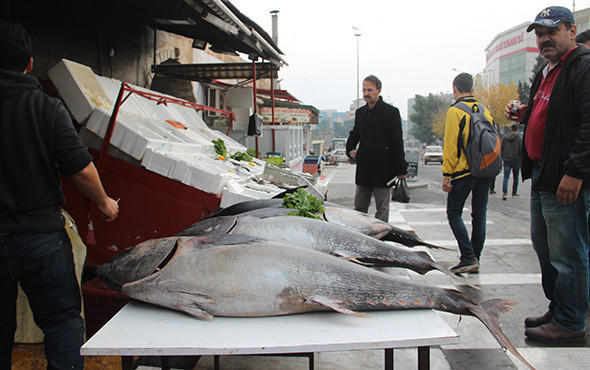 Yer Şanlıurfa: Görenler şaşkınlığını gizleyemedi! - Resim: 4