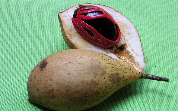 Bin derde deva Muskat nedir faydaları nelerdir? - Resim: 2