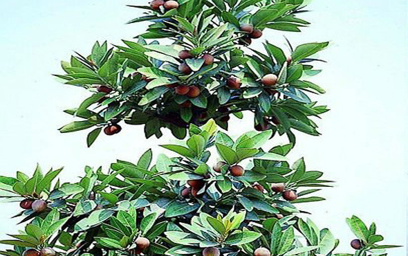 Bin derde deva Muskat nedir faydaları nelerdir? - Resim: 3