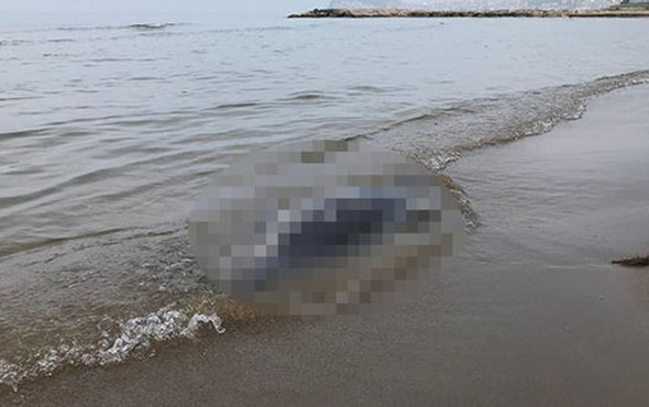 Sayı artıyor: 11 günde 37 tane bulundu! - Resim: 1