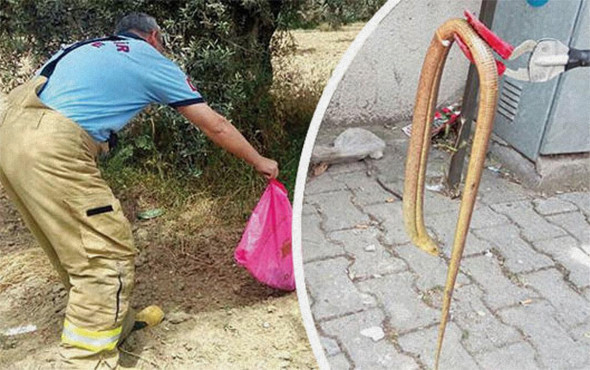 Korku yarattı! Yılan sanılarak öldürülüyor ama... - Resim: 1