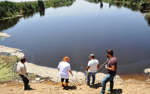 Korkutan olay: Milyonlarca balık öldü, martılar telef oldu! - Resim: 1