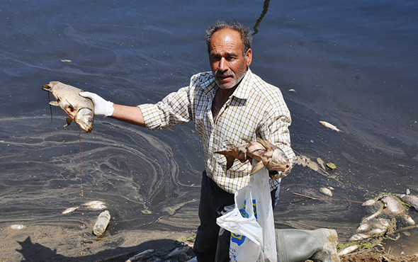 Korkutan olay: Milyonlarca balık öldü, martılar telef oldu! - Resim: 2