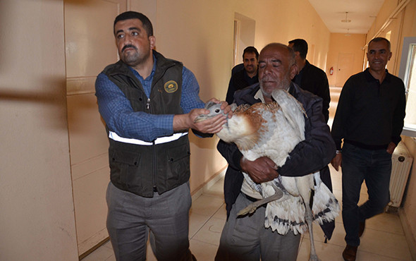 Muş'ta bulundu: Nesli tükeniyor, nadiren görülüyor! - Resim: 1