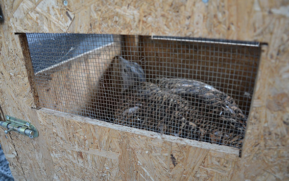 Muş'ta bulundu: Nesli tükeniyor, nadiren görülüyor! - Resim: 2