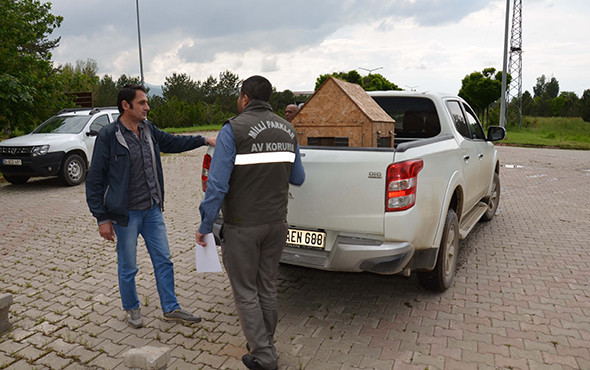 Muş'ta bulundu: Nesli tükeniyor, nadiren görülüyor! - Resim: 3