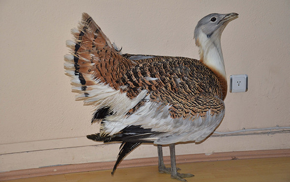 Muş'ta bulundu: Nesli tükeniyor, nadiren görülüyor! - Resim: 4