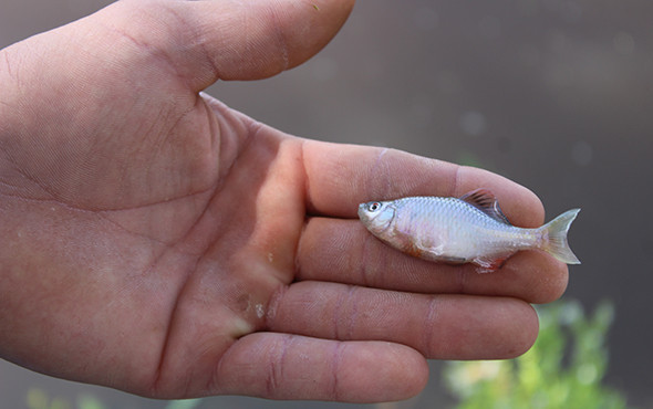 Soruşturma başlatıldı! Önce su kırmızı renkte aktı sonra da... - Resim: 4