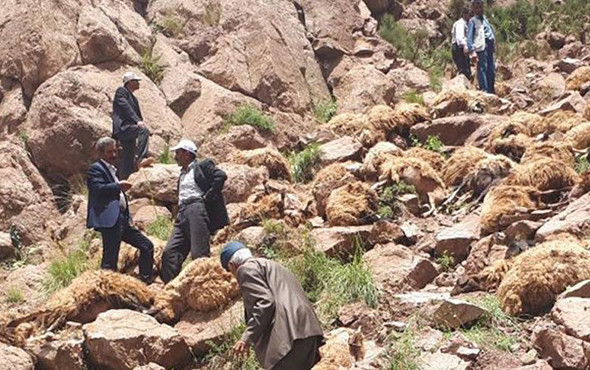 Van’da 500 koyun intihar etti! - Resim: 2