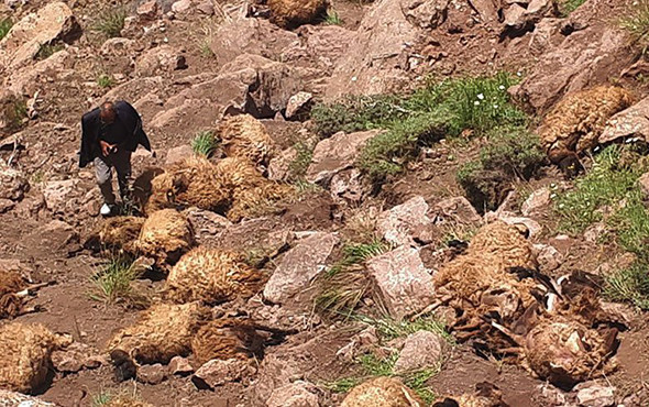 Van’da 500 koyun intihar etti! - Resim: 3