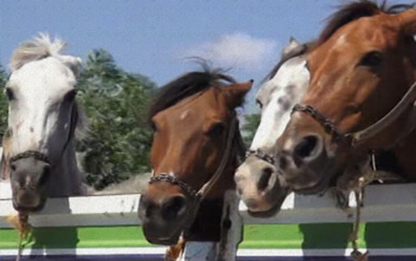 Faytoncular hayvanseverlere saldırdı: Ortalık karıştı! - Resim: 4