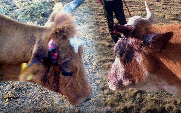 Korkunç olay: Küreklerle saldırdılar! - Resim: 1