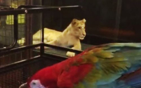 Sosyal medyada çok konuşulmuştu: Kafedeki aslanın sırrı çözüldü! - Resim: 1