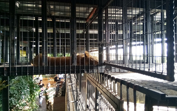 Sosyal medyada çok konuşulmuştu: Kafedeki aslanın sırrı çözüldü! - Resim: 2