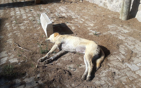 Öldürülüp çöpe atılan köpekler Bodrum’u ayağa kaldırdı! - Resim: 2