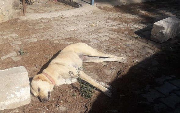 Öldürülüp çöpe atılan köpekler Bodrum’u ayağa kaldırdı! - Resim: 3