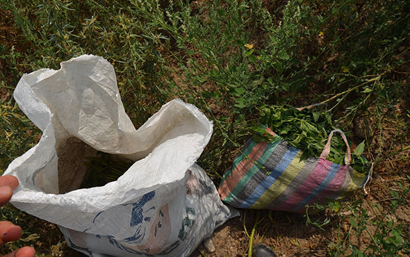 Baba-oğul hint keneviri ekemeden yakayı ele verdi! - Resim: 3