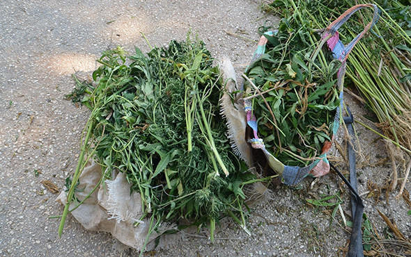 Baba-oğul hint keneviri ekemeden yakayı ele verdi! - Resim: 4