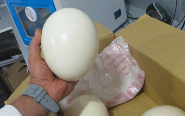 İşte deve kuşu yumurtasının inanılmaz faydaları ve cep yakan fiyatı - Resim: 2