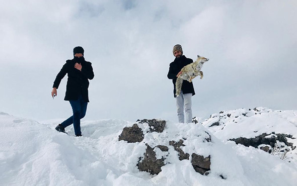 Van'da köylülerin bulduğu tilki şaşkına çevirdi : Bu haldeydi - Resim: 1