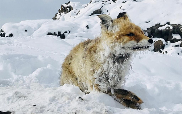 Van'da köylülerin bulduğu tilki şaşkına çevirdi : Bu haldeydi - Resim: 2